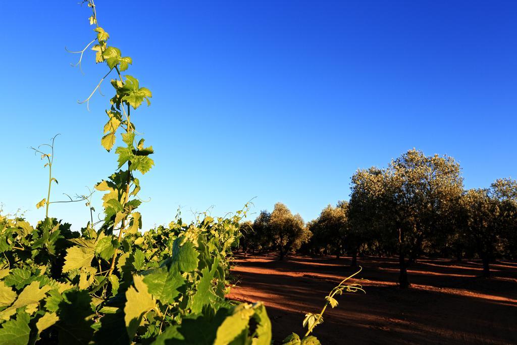 Herdade Da Calada Azaruja Zewnętrze zdjęcie