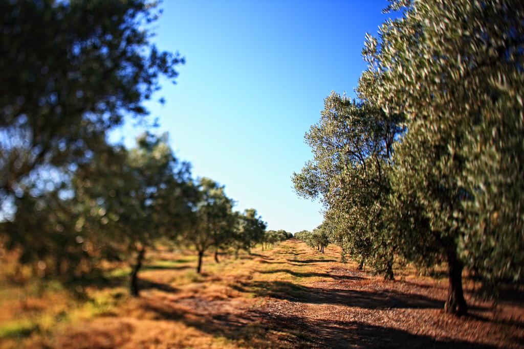 Herdade Da Calada Azaruja Zewnętrze zdjęcie